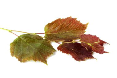 Sonbahar fındık yaprağı beyaza izole edilmiş.