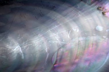 Çoklu renkli midye kabuğu arkaplanı