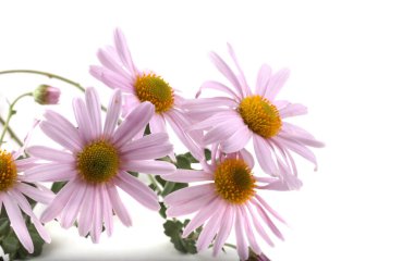 İnanılmaz çiçeklere yakın.