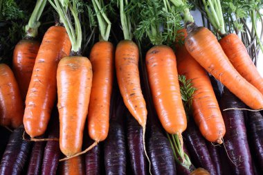 Havuç ve sıra dışı menekşe arkaplan havuçları