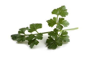 Beyaz arkaplanda izole edilmiş bir maydanoz demeti
