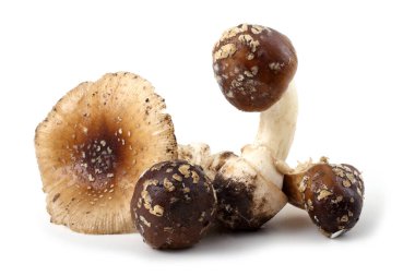 Amanita pantherina (panter şapkası, sahte kızartıcı). Zehirli mantar..