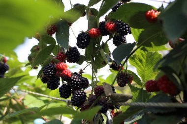 Taze böğürtlen. Kapat..