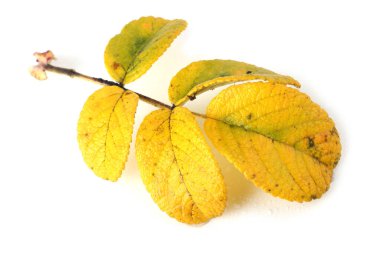 Güzel bir gül çiçeği. Aşk kavramı.