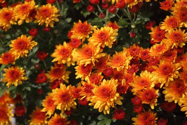 İnanılmaz çiçeklere yakın.