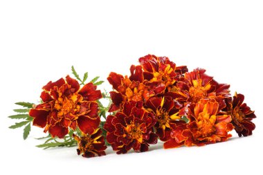 beyaz arkaplanda izole edilmiş kadife çiçekleri