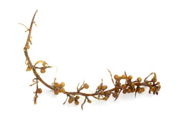 Beyaz arkaplanda yeşil yosun yaprakları