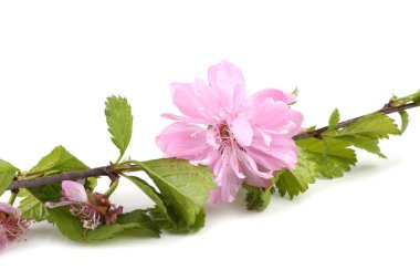 İnanılmaz çiçeklere yakın.