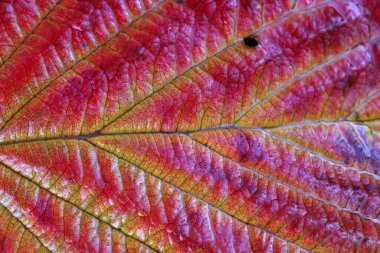Sonbahar yapraklarının makro çekimi