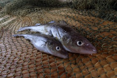 İnternette taze safran morina balığı