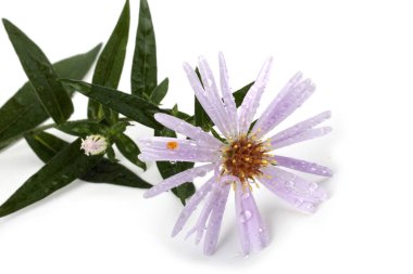 Vahşi paskalya beyazda izole