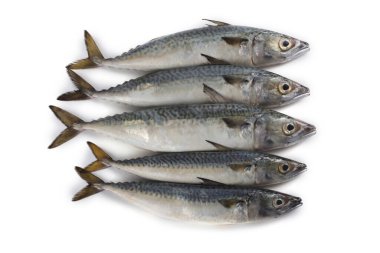 Chub uskumru (Pasifik uskumrusu, saba)