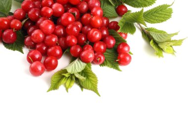 Nanking kiraz ve dal