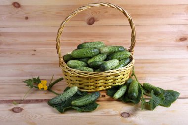 Salatalıklar masaya. Ülke biçimi