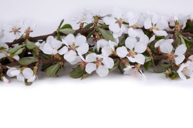 İnanılmaz çiçeklere yakın.