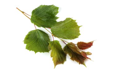 Sonbahar fındık yaprağı beyaza izole edilmiş.