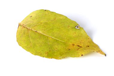 sonbahar yaprakları beyaz arkaplanda izole