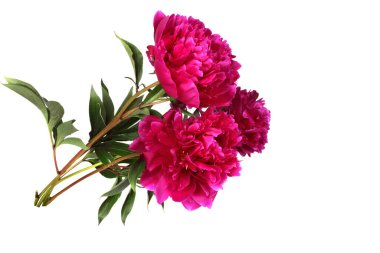 İnanılmaz çiçeklere yakın.