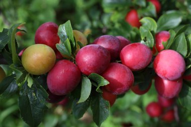 Olgun taze erikler. görünümü kapat