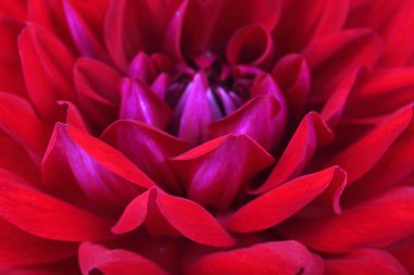 İnanılmaz çiçeklere yakın.