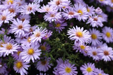 İnanılmaz çiçeklere yakın.