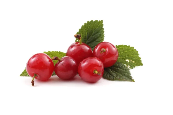 Nanking Cherry Diisolasi Atas Putih — Stok Foto