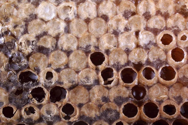 Frische Und Köstliche Bienenwaben — Stockfoto