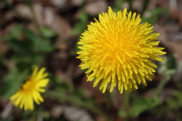 素晴らしい開花の花の終わり — ストック写真