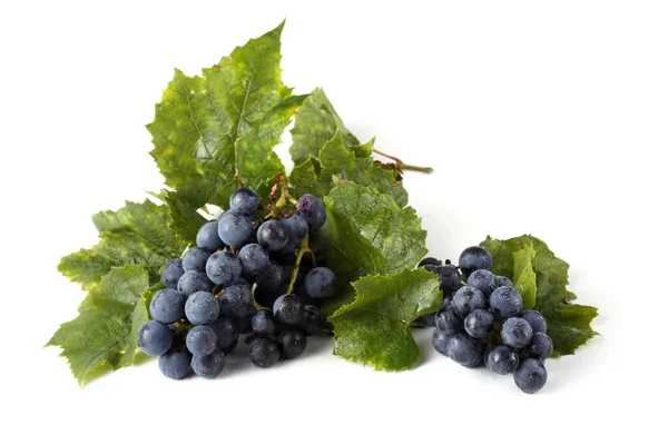 Wine Grape Leaves Isolated White — Stock Photo, Image