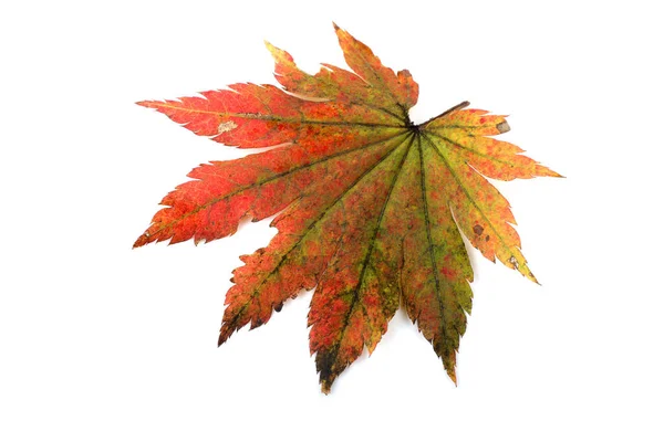 Feuilles Automne Isolées Sur Fond Blanc — Photo