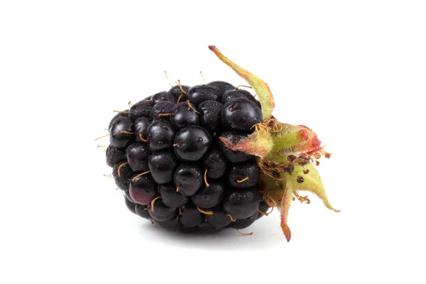 近距离采摘新鲜黑莓 — 图库照片