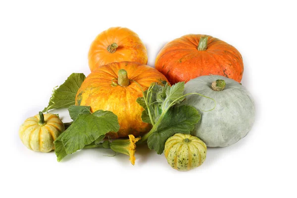 Pumpkin Isolated White Background — Stock Photo, Image