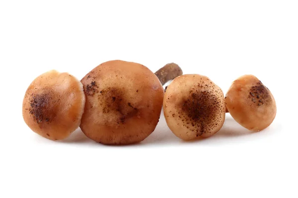 Honigpilz Pilze Isoliert Auf Weiß — Stockfoto