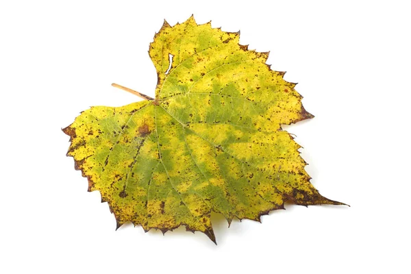 Hoja Uva Otoño Sobre Fondo Blanco — Foto de Stock