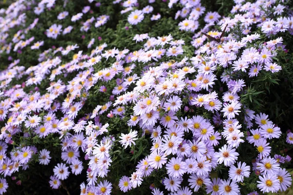 Close Amazing Blooming Flowers — Stock Photo, Image