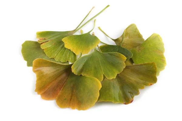 Autumn Ginkgo Leaves Isolated White — Stock Photo, Image