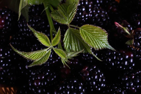 Primer Plano Cosecha Moras Frescas — Foto de Stock