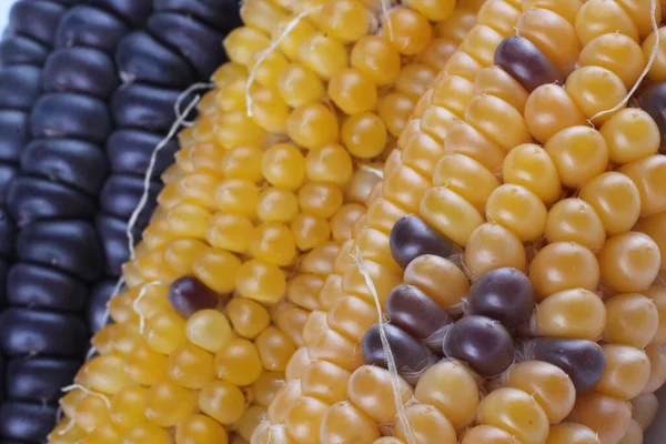 色彩艳丽的玉米背景 阿兹特克玉米 — 图库照片