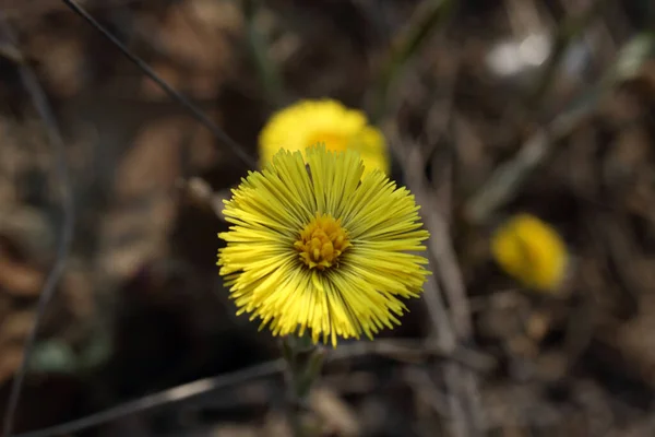 Wachsender Huflattich Tussilago Farfarfara — Stockfoto