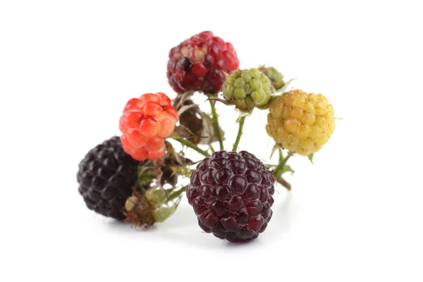 Zwarte Frambozencluster Rubus Occidentalis — Stockfoto