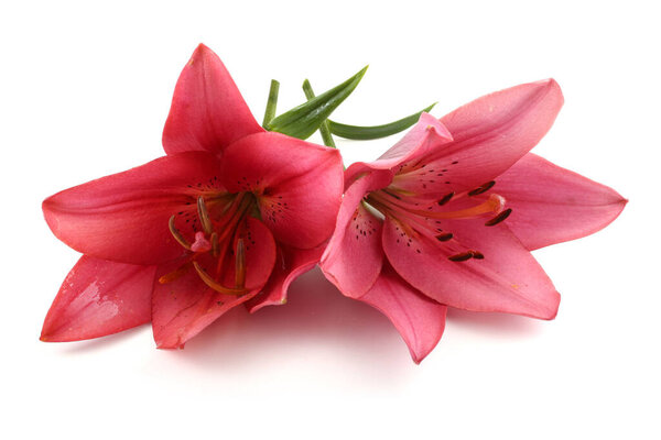 Close up of amazing blooming flowers