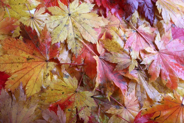 Nahaufnahme Von Herbstblättern Texturierter Hintergrund — Stockfoto
