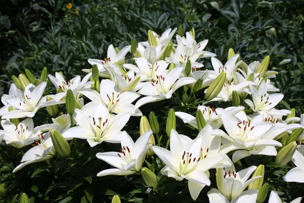 Close Amazing Blooming Flowers — Stock Photo, Image