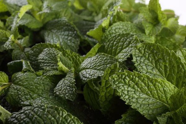 Mint Bakgrund Färska Blad — Stockfoto