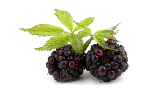 Fresh Blackberry Harvest Close — Stock Photo, Image