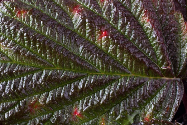 Macro Disparo Hojas Otoño —  Fotos de Stock