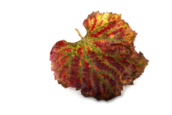 Herfst Druivenblad Een Witte Achtergrond — Stockfoto