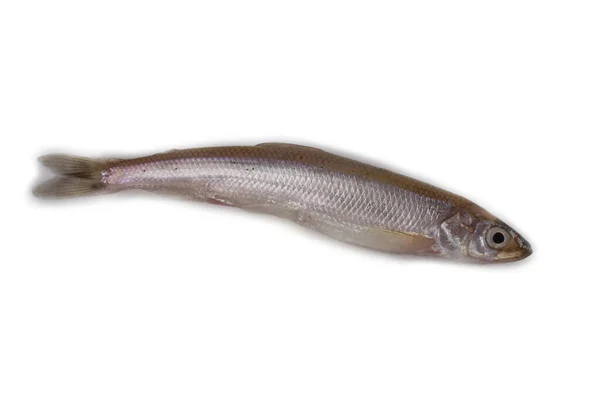 亚洲的淡水鱼 在白色中分离 — 图库照片