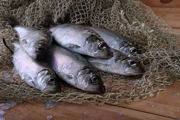 Herring Net Catch — Stock Photo, Image