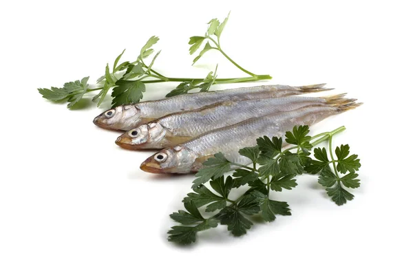 Asian Smelt Fish Isolated White — Stock Photo, Image